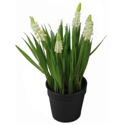 Hyacinth Plant - 25 cm