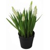 Hyacinth Plant - 25 cm