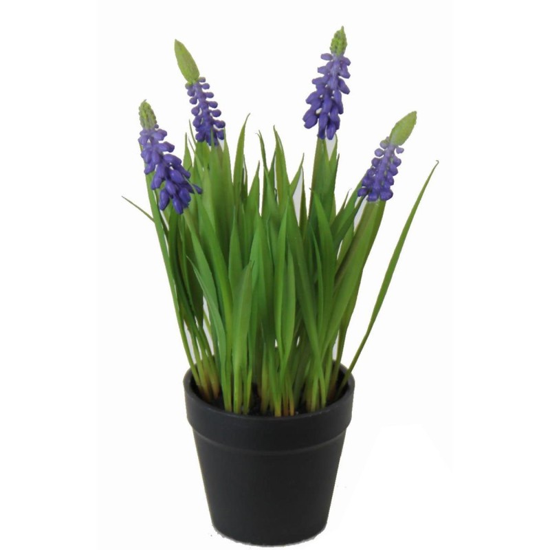 Hyacinth Plant - 25 cm