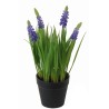 Hyacinth Plant - 25 cm