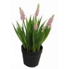 Hyacinth Plant - 25 cm