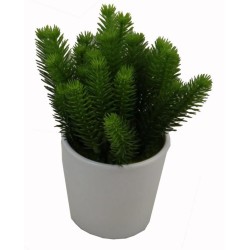 Pine pot - 14 cm