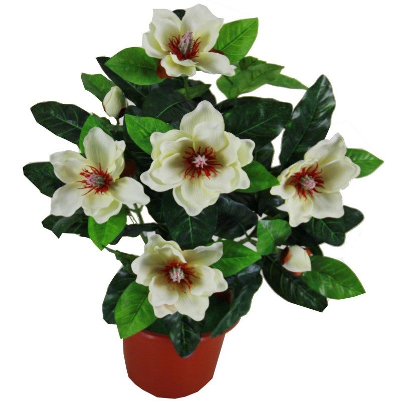 Magnolia plant with 7 flowers without pot - 60 cm