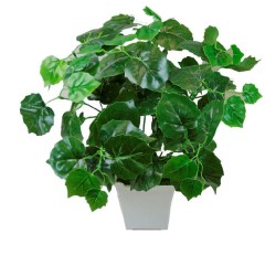 Syngoniums pot with planter - 35 cm