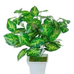 Caladiums pot with planter - 35 cm