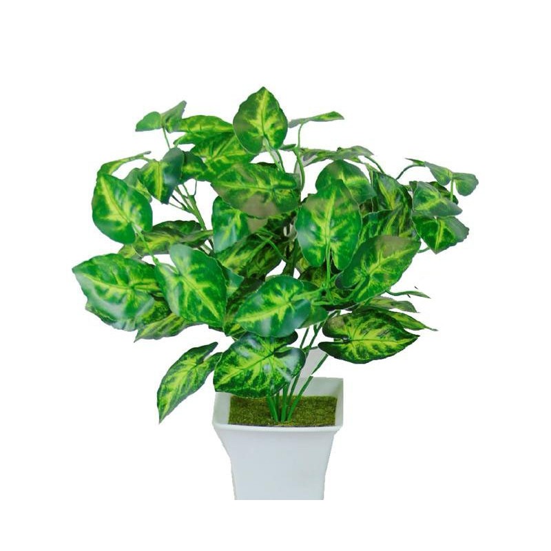 Caladiums pot with planter - 35 cm