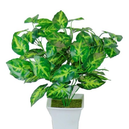 Caladiums pot with planter - 35 cm