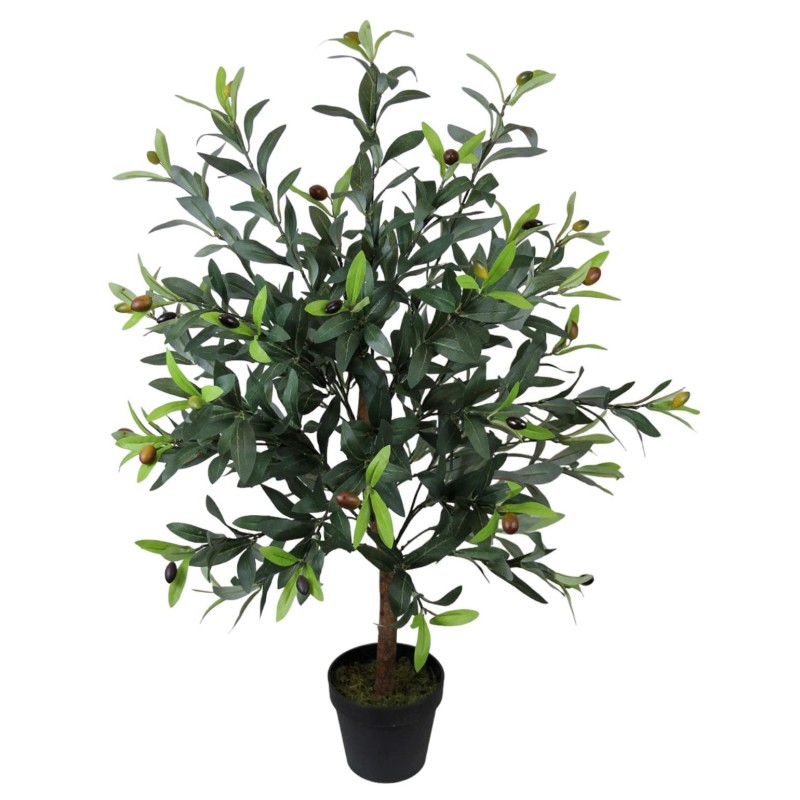 Olive Plant