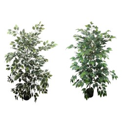 Planta Ficus Benjamina - 175 cm