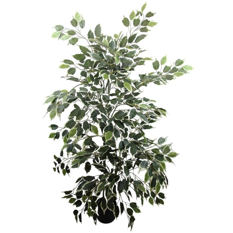 Ficus Benjamina Plant - 175 cm