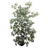 Ficus Benjamina Plant - 175 cm