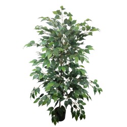 Planta Ficus Benjamina - 175 cm