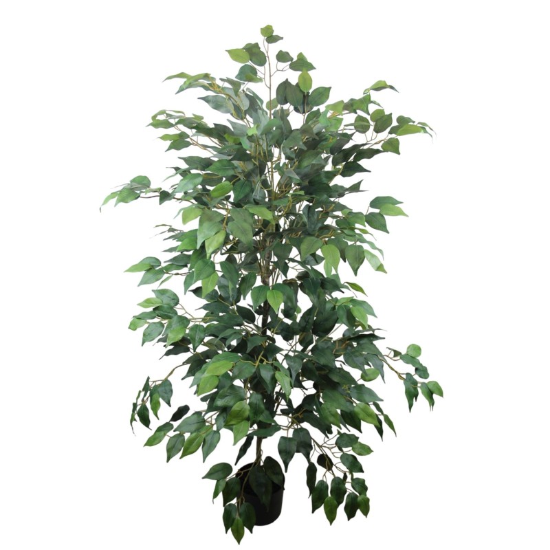 Ficus Benjamina Plant - 175 cm