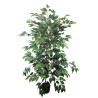 Ficus Benjamina Plant - 175 cm