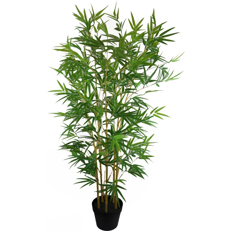 Bamboo Plant