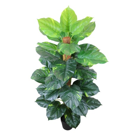 Pothos Plant - 135 cm