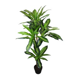 Dracena Plant