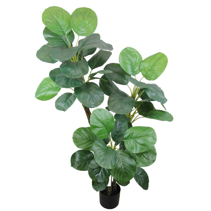 Polyscia Plant - 130 cm