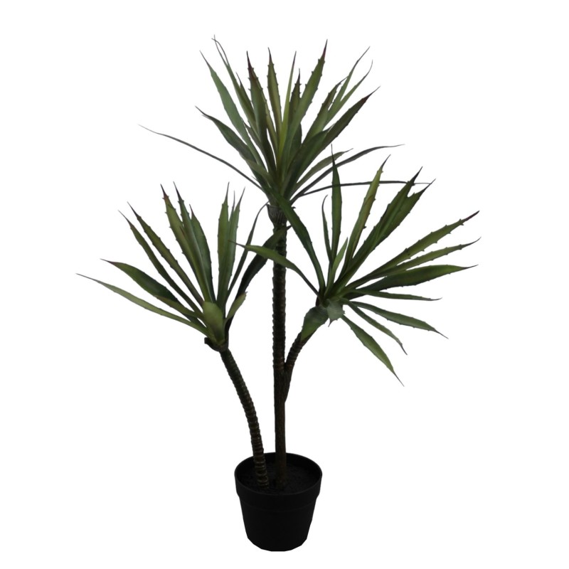 Yucca Plant