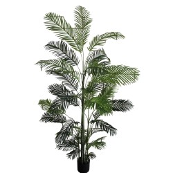 Areca Palm Plant - 280 cm