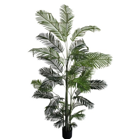 Areca Palm Plant - 280 cm