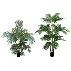 Planta Palmera  Golden