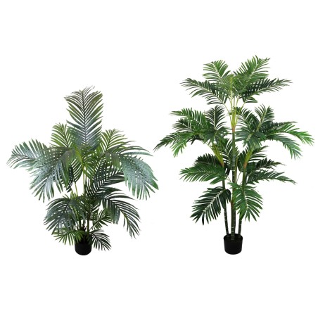 Planta Palmera  Golden