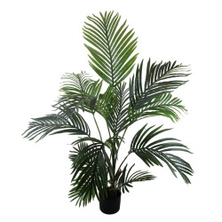 Areca Palm Tree