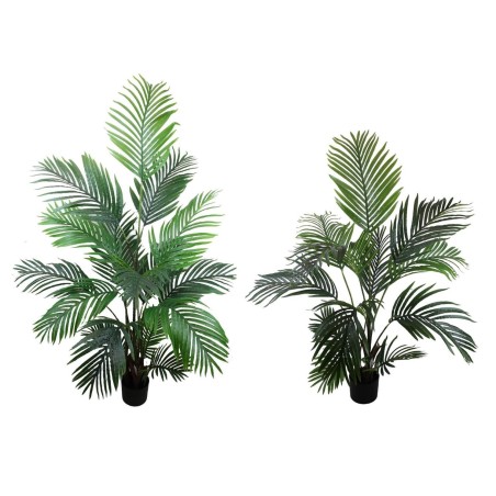 Areca Palm Tree