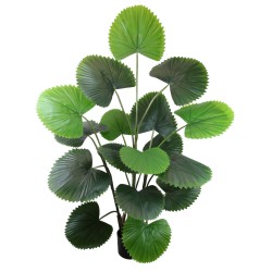 Licuala Grandis Plant